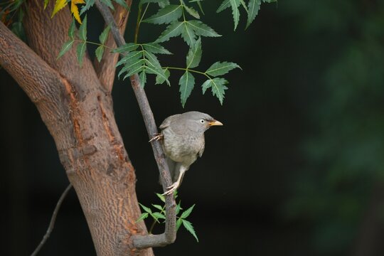 Jungle babbler 