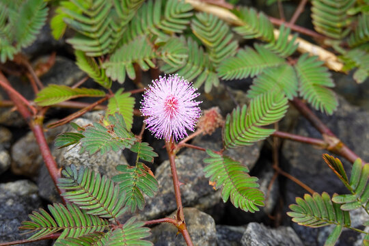 Rosa Bl&uuml;te der Schamhaften Sinnpflanze (Mimosa pudica) im tropischen Dschungel von Sri Lanka