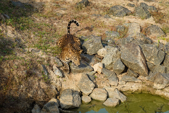 Leopard (Panthera pardus kotiya) auf felsigem Safari-Boden, an Wasserstelle in Sri Lanka