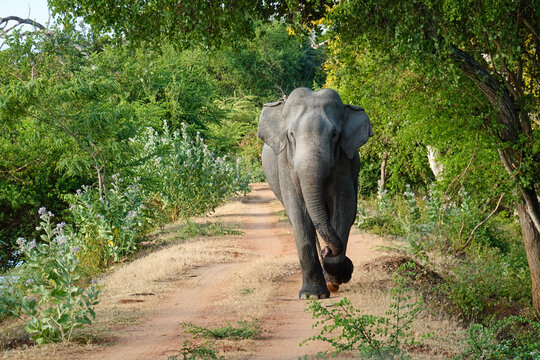 Elefant (Elephas maximus maximus) l&auml;uft durch Dschungel in Sri Lanka