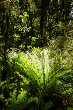 &Uuml;ppiger gr&uuml;ner Farnwald im gem&auml;&szlig;igten Regenwald von Neuseeland, Dschungel
