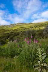 Obraz premium Wilde rosa Blumen blühen an einem saftig grünen Berghang im Sommer – Schöne Bergwiese mit bunten Pflanzen in Neuseeland