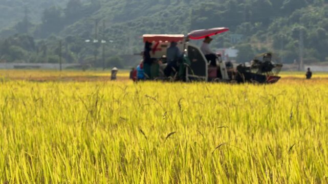 The combine operates on a remote section of the field during harvesting with distant trees visible across the rural background beyond the farmland. Large scale farming.