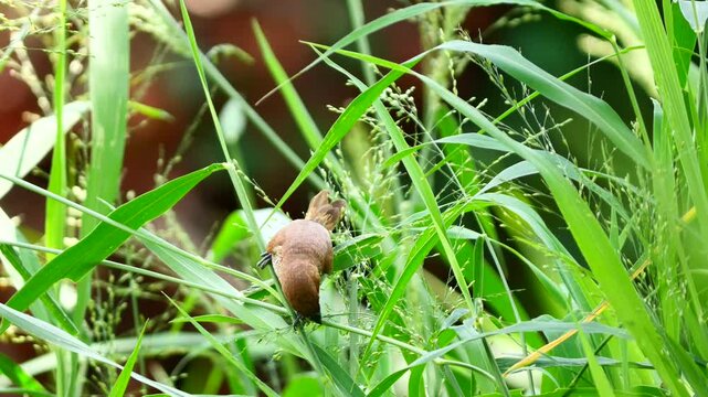 Scaly-breasted munia or spotted munia ( Lonchura punctulata ) pecking at and eating seeds of grass with natural green background, Black and white markings on a small brown bird found in Thailand