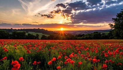 Obraz premium Vibrant poppy field at sunset, with rolling hills and dramatic clouds