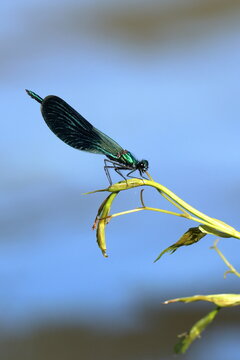 il germoglio e la libellula