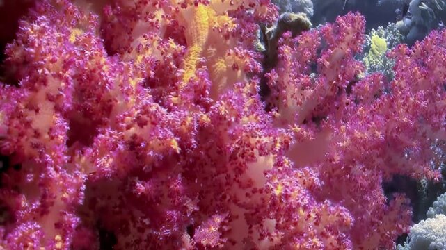 Magnificent soft coral in vivid pink and orange shades dances with the currents. This serene underwater spectacle showcases the delicate beauty of a healthy tropical reef ecosystem during the day.