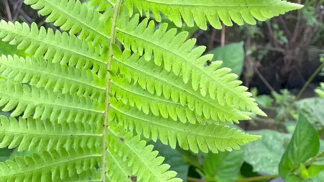 Close-up of Vibrant Green Fern Leaf in a Garden