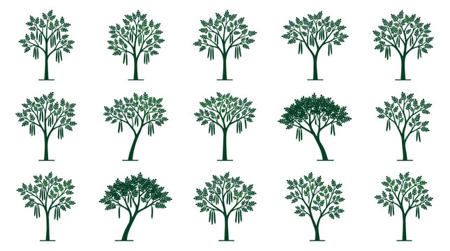 Moringa tree set silhouette collection for nature and botanical design