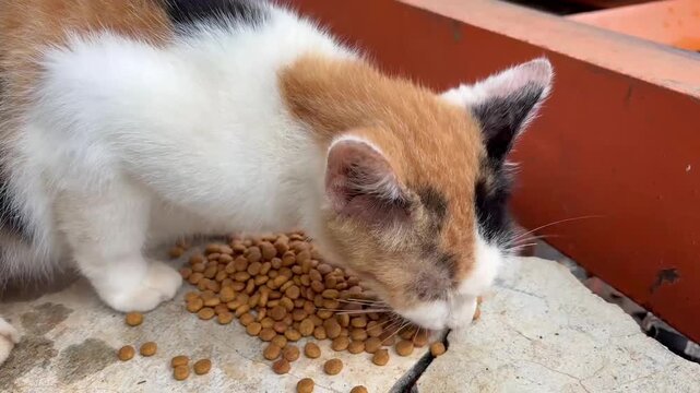 Calico cat eating dry kibble on a concrete surface outdoors