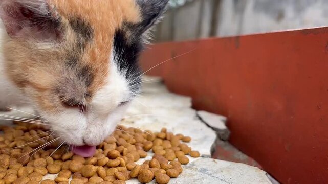 Close up of a tricolor calico cat eating dry kibble pet food