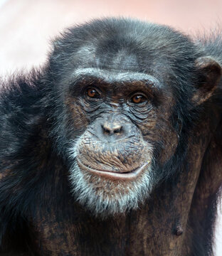 Close-up photo of a chimpanzee with a very curious look.