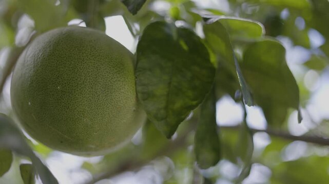 Pomelo Fruits Growing On A Tree In A Tropical Orchard
