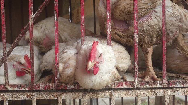 Live chickens in cages at a traditional poultry market in Morocco. Close-up of live white broiler chickens confined in metal cages at a traditional poultry market in Morocco. 