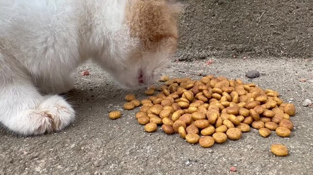 Hungry white and orange cat eating dry kibble on the ground