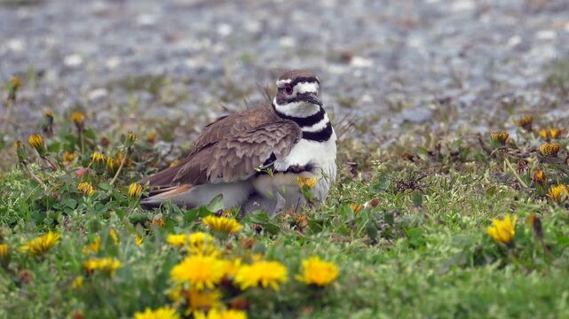 Mother Killdeer Sheltering Baby Chick Under Wings