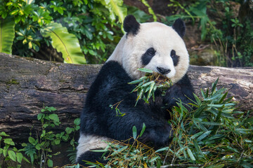 Obraz premium Giant panda bear eating green bamboo leaves