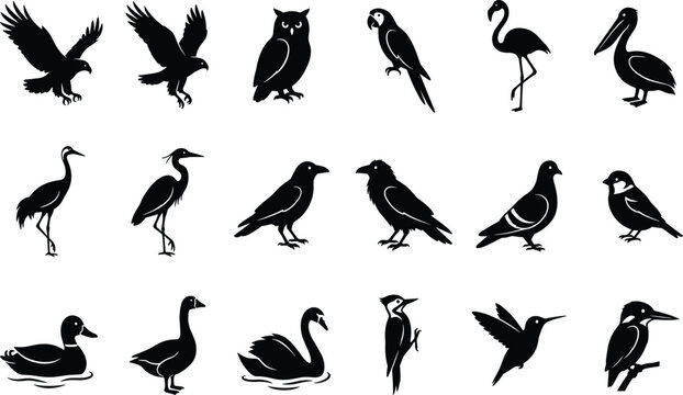Bird Silhouette Bundle Collection with Flying Waterfowl Songbirds Raptors and Exotic Birds Vector Silhouette Bundle Collection with Flying 