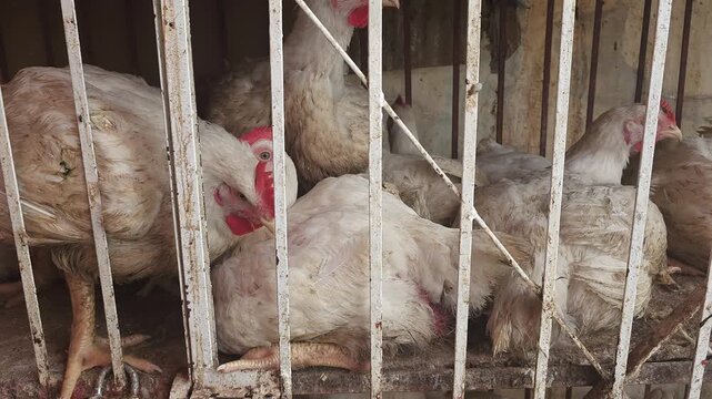 Live chickens in cages at a traditional poultry market in Morocco. Close-up of live white broiler chickens confined in metal cages at a traditional poultry market in Morocco. 