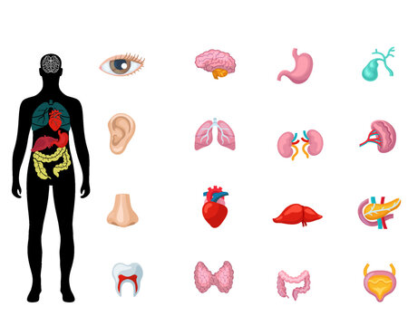 Biliopancreatic diversion with duodenal switch. BPD stomach surgery, weight loss gastric procedure. Internal organs before and after operation. Overweight and obesity problem flat vector illustration