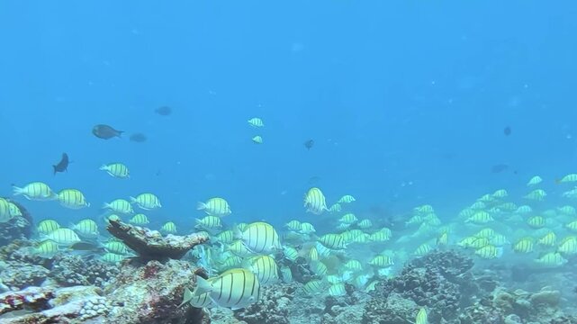 A mesmerising school of striped tuna fish gracefully glides through a vibrant coral reef.