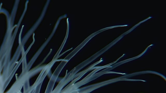 Delicate tentacles sway rhythmically as Metridium senile gracefully moves in the chilling Arctic waters. The anemone pulses with subtle life, showcasing nature's artistry.