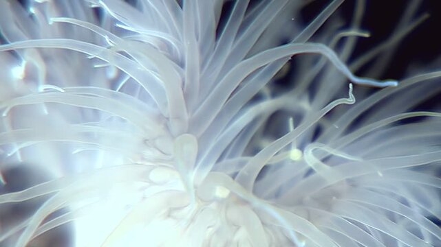 Delicate tentacles of the Metridium senile undulate gracefully in their habitat. Found in the cold waters of the Arctic, these creatures add beauty to the ocean floor.