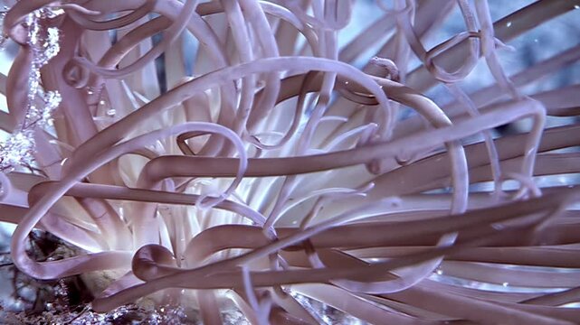Delicate, swirling tentacles of Pachycerianthus fimbriatus gracefully sway underwater. This tubular anemone, observed during the day, lives in the cold Arctic. Its beauty is captivating.