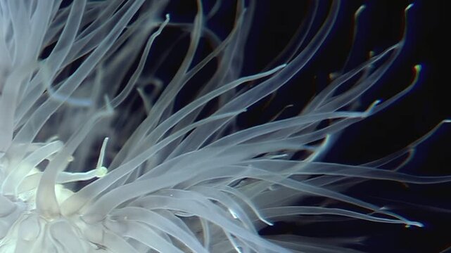 The waving tentacles of Metridium senile sway gently in the cold Arctic currents. This sea anemone is adapted to survive and thrive in its frigid environment.