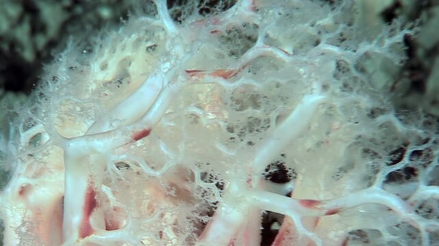 Observe the orange sea cucumber, Cucumaria miniata, as it extends its feeding tentacles to capture plankton. Filmed in the cold waters of the Arctic.