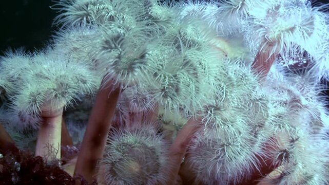 Gentle giants dance in the cold Arctic waters. These Metridium senile sea anemones sway and undulate, showcasing their intricate beauty. Watch as they thrive in their subaquatic home.
