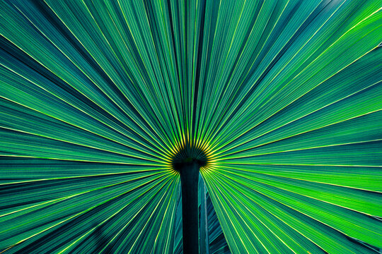 Tropical palm leaf abstract texture with radiant green pattern