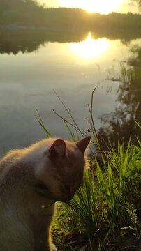 Kitties are admiring the sunset on the shore of the lake on a hot summer day