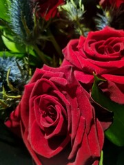 bunch of red roses © Zuzanna