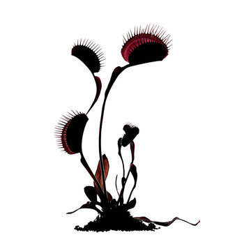 Silhouette illustration of carnivorous pitcher plants.