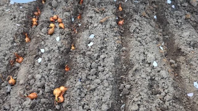 gardener's hand planting small onion sets into distinct, parallel soil furrows in an open garden bed, with several small yellow onion bulbs scattered along the tilled earth ready for planting.