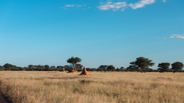 Termite mounds rise in the Namibian landscape under clear blue skies