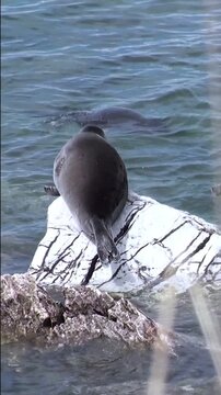 Witness the serene beauty of Lake Baikal as a Baikal seal rests peacefully on a rock. Another seal swims nearby in the crystal-clear water on a sunny day.