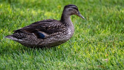 Close-up of a beautiful Mallard hen.