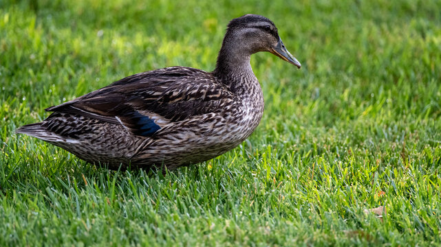 Close-up of a beautiful Mallard hen.