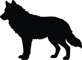 Obraz premium Black silhouette of a wolf standing, profile view white background