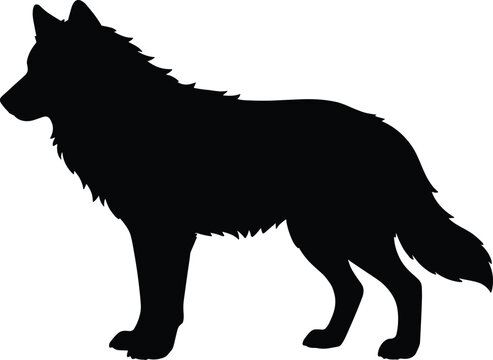 Black silhouette of a wolf standing, profile view white background