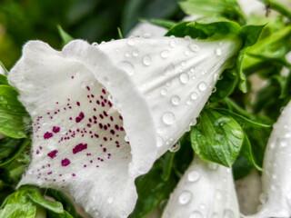 Macro Shot of a Dew-Covered White Foxglove © khudoliy