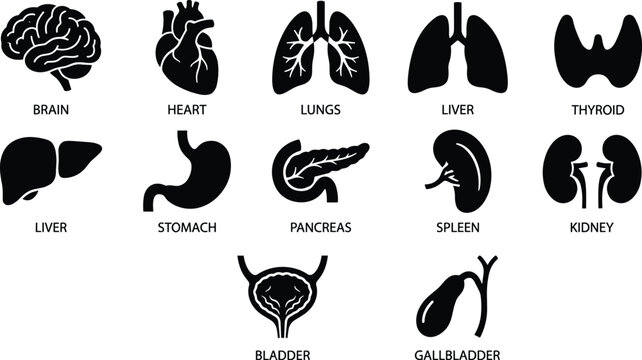 Human organ black silhouettes on white background, human organs body parts medical black silhouettes