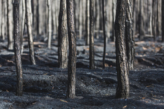 Germany, Brandenburg, Treuenbrietzen, Forest after forest fire