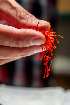 Hand holding saffron threads in Mund Switzerland