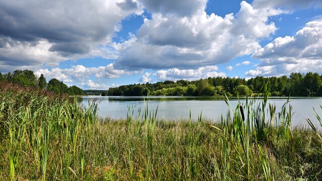 Various deciduous trees grow on the grassy shores of the lake. There are ripples on the water and a reflection of the blue sky with clouds. Reeds grow in the water. Sunny and warm summer weather