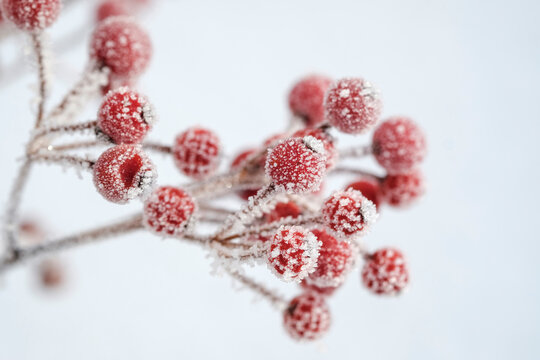 Red berries of common holly, Ilex aquifolium in winter, frost-covered