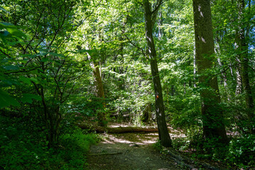 Obraz premium footpath in the forest