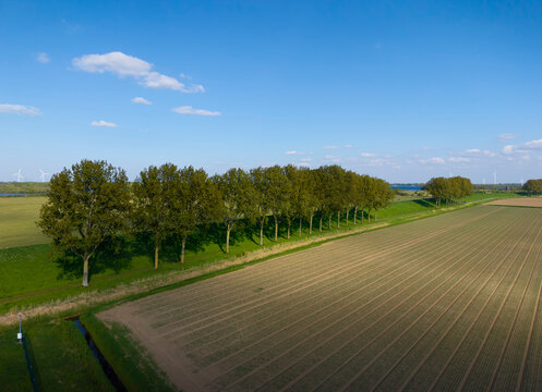 Aerial view of a tree line on a dyke by fields in the Netherlands